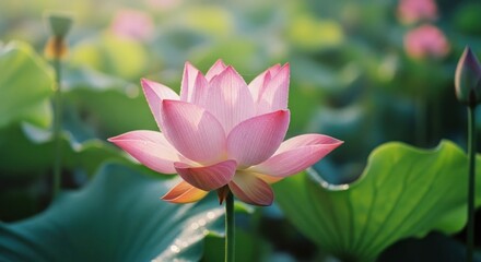 Fototapeta premium Lotus flower, pink petals, green pads and leaves in soft sunlight on a blurred field