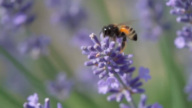 Bee hovering gracefully over lavender flower, feeling cheerful in bright day