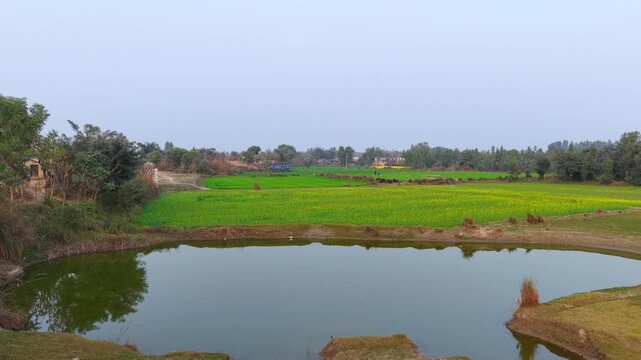 A serene summer landscape of a swamp lake in the green with trees reflecting in the water under a clear sky and horizon view across a grassy meadow park in Souh Punjab, Pakistan 