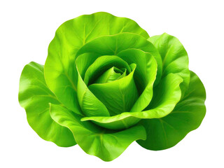 Fototapeta premium A single green flower on a white background, suitable for use in nature or botanical themed designs
