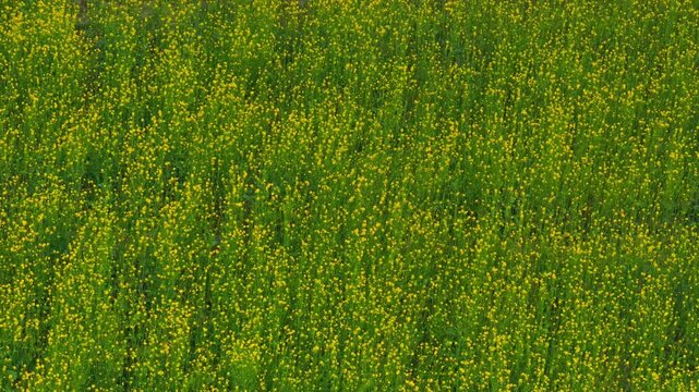 Aerial view canola covering the ground creating a vibrant and fresh natural landscape full of life and energy