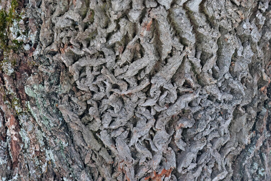 An old oak tree bark texture