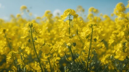 Obraz premium Vibrant yellow flowers in a field (1)