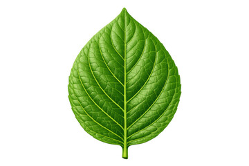 Obraz premium Fresh green leaf illustrating nature's growth, ecology, and biological freshness with visible veins on transparent background