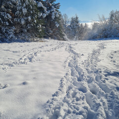 Sunny winter day featuring a snow-covered clearing and distant frosted trees A crisp and clear landscape photograph highlighting the texture of trodden snow in the foreground and a beautiful winter...