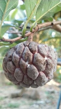 Close-Up Video Ripe Custard Apple Fruit Growing on Tree in Natural Garden, Tropical Sugar Apple	