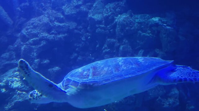 Green sea turtle and shark swimming together in blue water