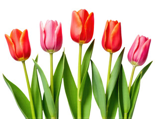Fototapeta premium Fresh tulips in a decorative vase, perfect for interior design or floral arrangement inspiration