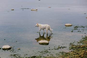 white dog walks on lake and drinks water in forest or park in summer. pet in green forest. dog training. taking care of animals, having happy time in nature in solitude. kennel or shelter for dogs.
