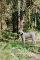 white dog walks in woods or park in the summer. a pet in a green forest. dog training. taking care of animals, having a happy time in nature in solitude. a kennel or a shelter for dogs.