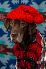  Labrador Retriever Dog in a red shirt and hat sits on the floor with sad face. animals are like people, taking care of a pet. purebred domestic dog chocolate labrador, posing, animal clothing.