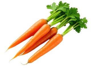 A bundle of fresh carrots with vibrant green leaves on top