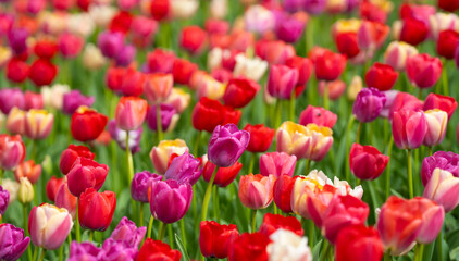 Obraz premium Colorful tulips fill the spring landscape. Blooming tulips add bright spring colors. Natural tulips show vivid seasonal beauty. Springtime tulips shine in soft daylight.