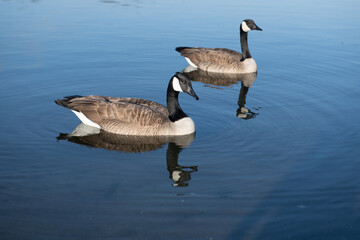 Goose swims calmly on the lake. Goose shows natural wildlife behavior. A wild goose reflects softly in the water. The goose brings peaceful nature mood.