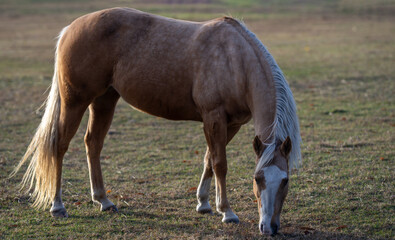 Fototapeta premium Horse grazing on pasture. Horse eating grass in field. Horse feeding in meadow. Horse grazing outdoors.