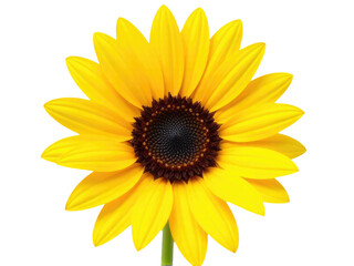 Fototapeta premium A bright yellow sunflower with a dark black center on a clean white background, perfect for use in designs about nature, beauty, or simplicity