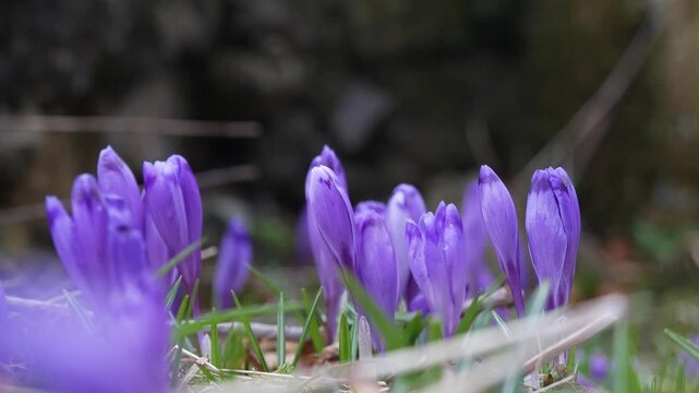 Purple crocus flowers gently swaying in breeze