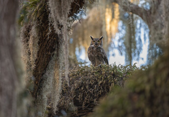 A great horned owl in Florida 