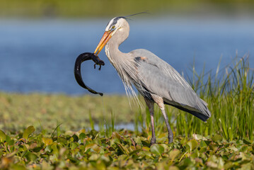 Great blue heron eating a siren