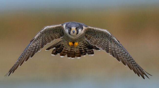 Peregrine falcon hunting ducks in Florida 