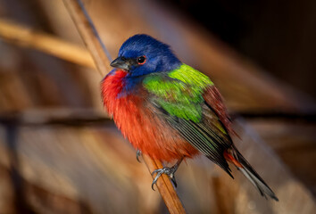 Obraz premium A painted bunting in Florida 