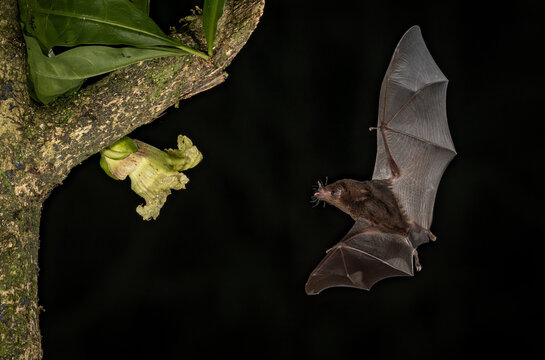A bat in Costa Rica 