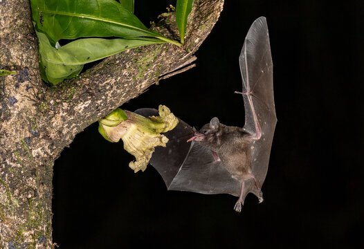 A bat in Costa Rica 