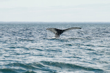 Fototapeta premium humpback whale tail