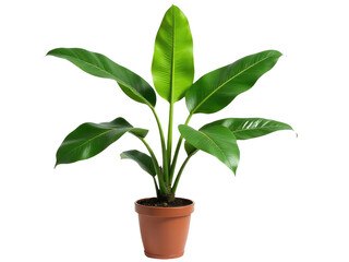 Fototapeta premium A single potted plant with lush green leaves on a clean white background