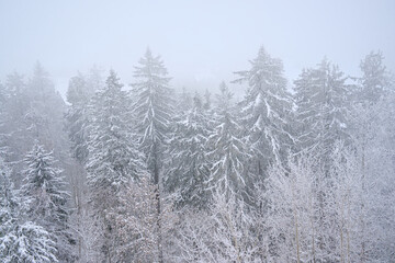 high angle view on a pine forest covered in snow in Estonia