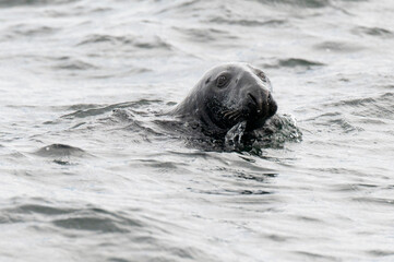 Fototapeta premium Seal in the water