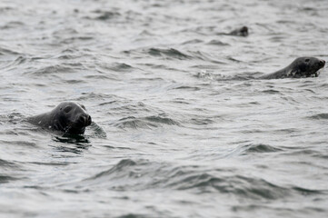 Seal in the water