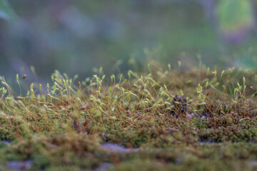 Macro Picture of a Green Moss on a Stone Slab