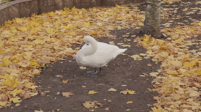 White swan stands on bare soil with curved neck in leaf-covered area. Tree trunk and low retaining wall visible in background.