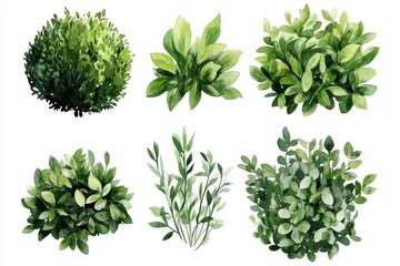 Obraz premium Watercolor art of green bushes and shrubs for gardening with various plant shapes against a white background