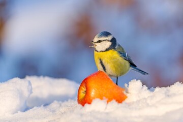 A cute blue tit sits on an red apple and eats. Winter scene with a blue tit. Cyanistes caeruleus © Monikasurzin