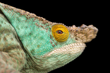 colourful lizard Parson's chameleon isolated on black background