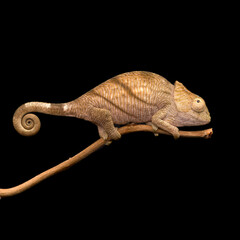 colourful lizard Parson's chameleon isolated on black background