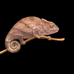 colourful lizard Parson's chameleon isolated on black background