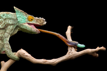 colourful lizard Parson's chameleon isolated on black background