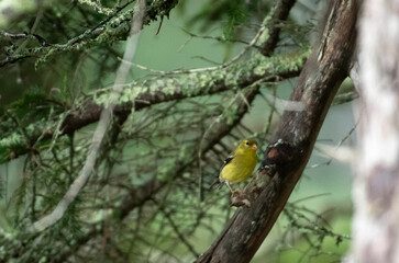 American Goldfinch