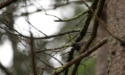 Dark Eyed Junco