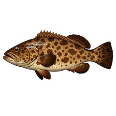 Naklejka premium A detailed illustration of a goliath grouper showcasing its distinctive spotted pattern and large size