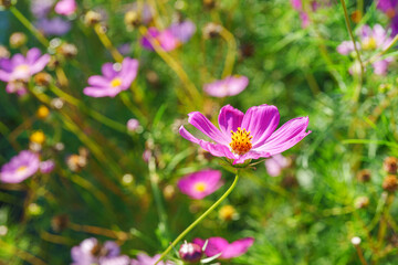 Close up, macro of pink cosmos flower blooming in green summer garden with colorful blurred background and natural sunlight. Nature, floral and seasonal concepts. Floral decor for landscape design