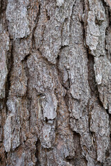 Obraz premium Rough Tree Bark Texture Close Up