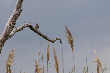 Naklejka premium Song Sparrow Perched on Bare Branch in Marsh