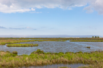Wide Coastal Marsh Landscape Under Blue Sky