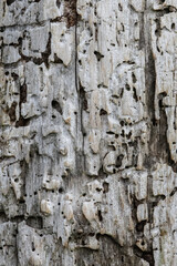 Weathered Wood Texture with Natural Insect Holes