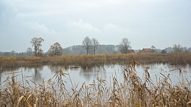 autumn marsh landscape with bare trees and golden reed reflecting in the water in Bourgoyen nature reserve, Ghent, Flanders, Belgium 