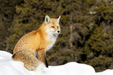 Yellowstone Red Fox Resting in the Sun